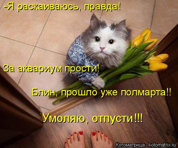 Котоматрица: -Я раскаиваюсь, правда! За аквариум прости! Блин, прошло уже полмарта!! Умоляю, отпусти!!!