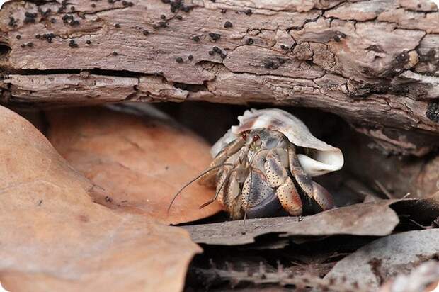 Карибский краб-отшельник (лат. Coenobita clypeatus)