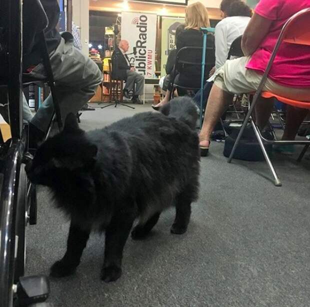 http://goodnewsanimal.ru/_nw/70/69674154.jpg