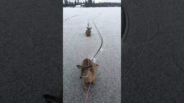 Мужчина спас оленей, застрявших на замерзшем озере