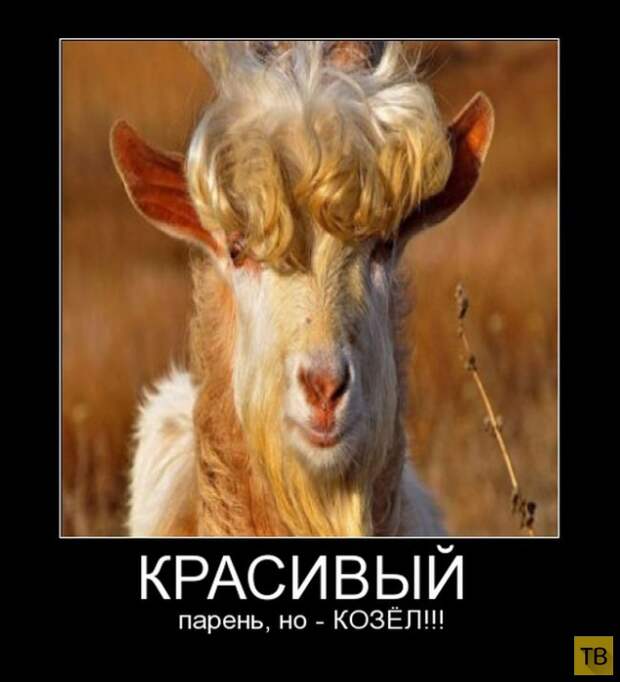 Подборка демотиваторов 20. 11. 2014 (30 фото)