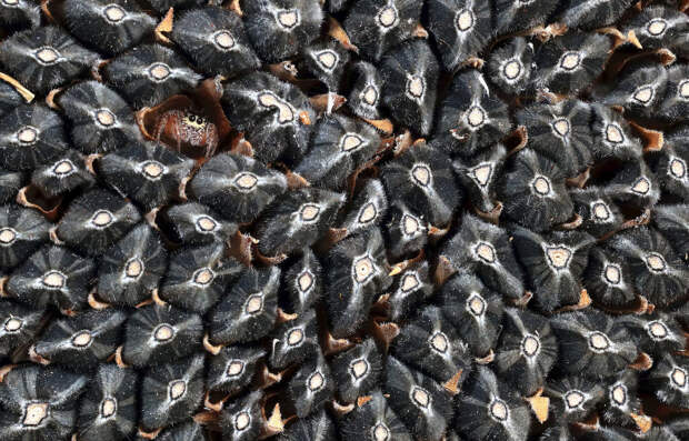 Паучок