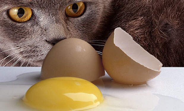 http://www.lumeanimalelor.ro/Files/uploads/247-pisica-oua%20crude%20(webmd).jpg