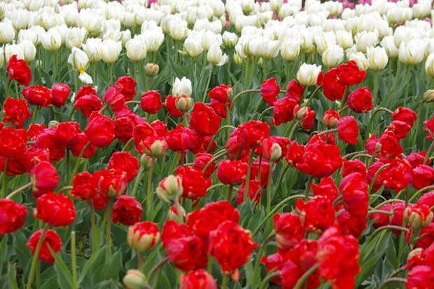 Тюльпаны, сорта Махровый Красный и Up White после дождя, фото автора