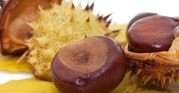 Brown chestnut nut closeup