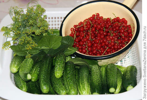 Ингредиенты