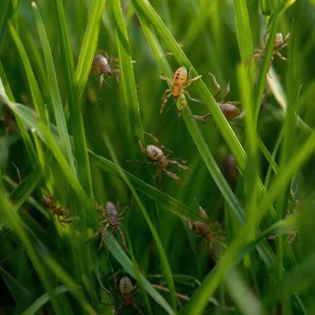 Осторожно, «хищники» в траве: почему в этом году клещи проснулись раньше срока