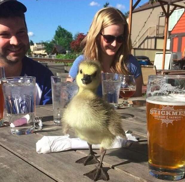 kyle-goose-11