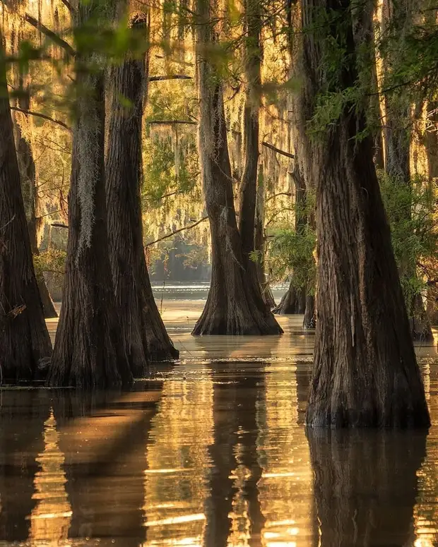 ��������� ����