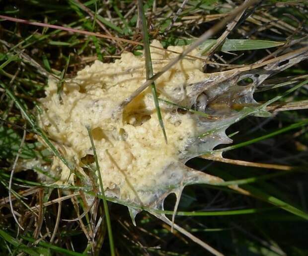 У миксомицета муцилаго корковый (Mucilago crustacea) есть английское название «Dog sick fungus» (рвота больной собаки) — примерно так он и выглядит. © Gailhampshire  📷 