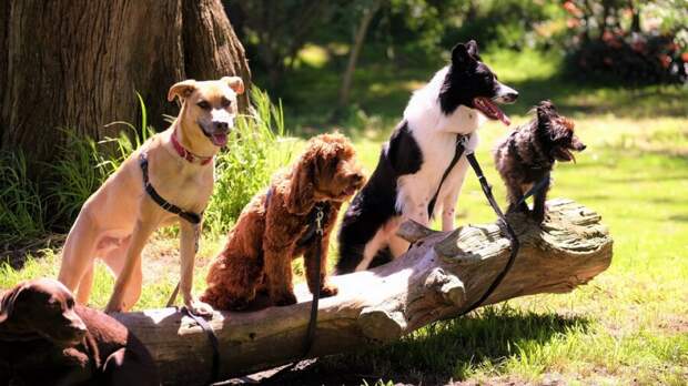 Dog Aging Project longevity health