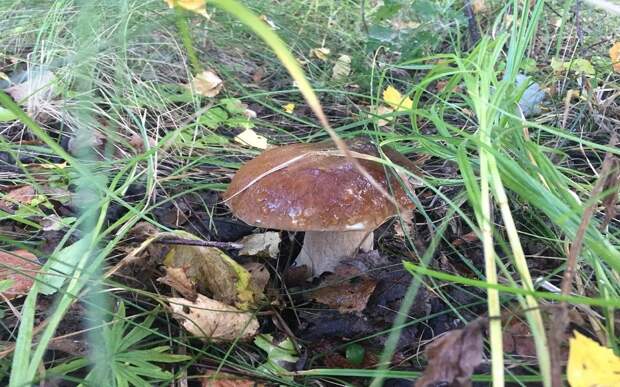 В Рязанских лесах собирают белые грибы и лисички
