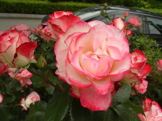 Роза садовая сорт Jubile du Prince Monaco, фото автора