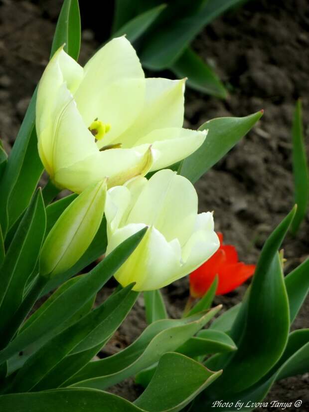 IMG_5921 IMG_5921