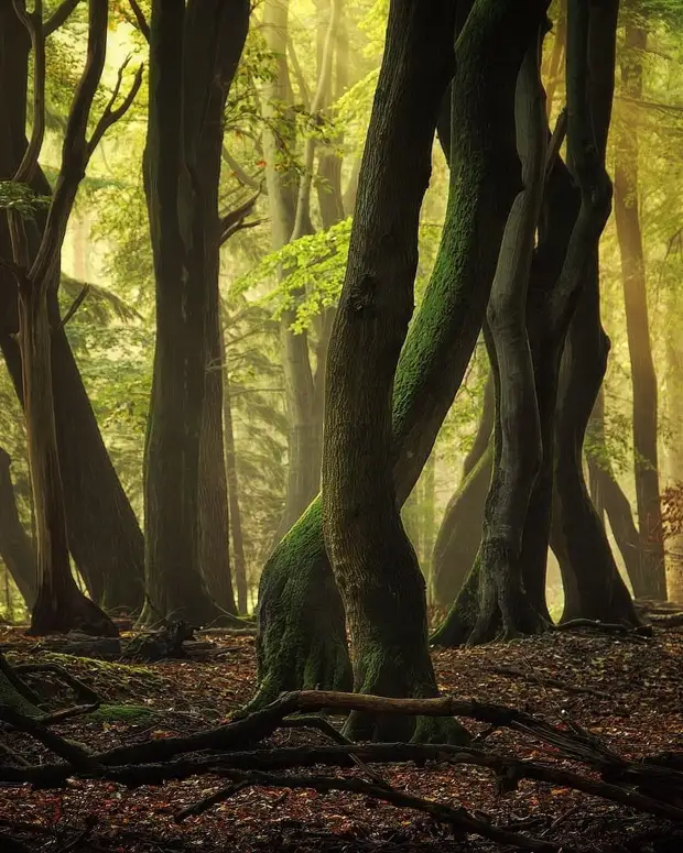 ��������� ����