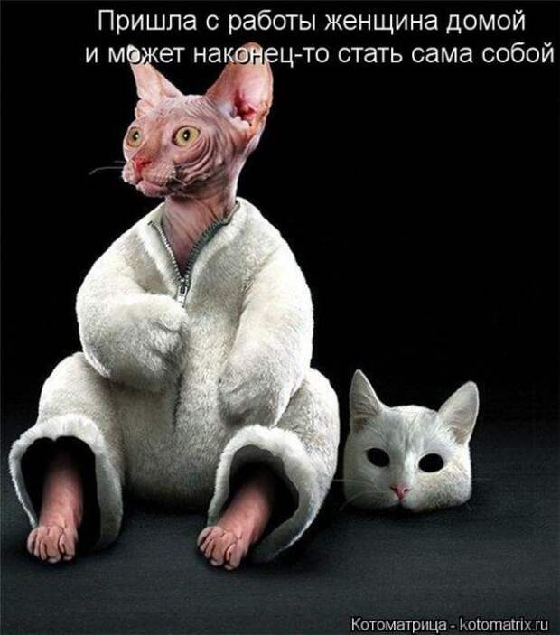 Котоматрицы(картинки с надписями)