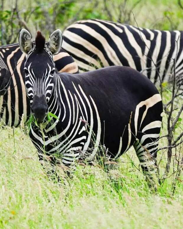 Вечный спор закончен: зебры черные в белую полоску, а не наоборот