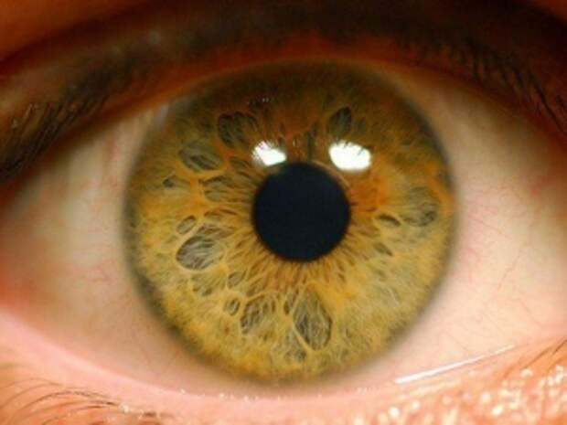 Пересадка сетчатки глаза из стволовых клеток прошла успешно в Японии