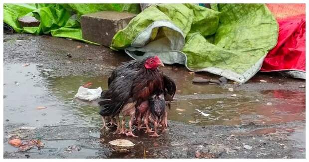 Мама-курица укрыла своих птенцов от сильного дождя видео, дети, животные, индия, курица, маты, птица, рынок