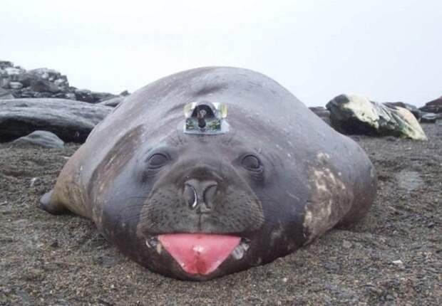 Как тюлени помогают исследователям в изучении Антарктики Антарктика, исследования, тюлени