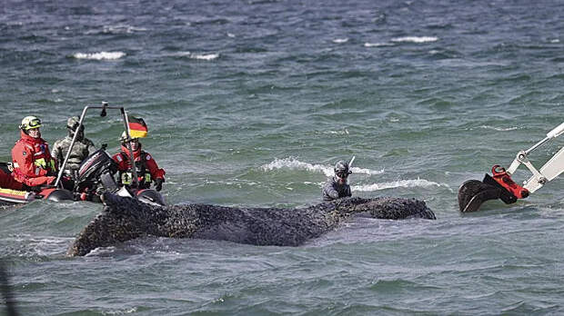 У застрявшего у побережья Германии кита Тимми обнаружили новые раны