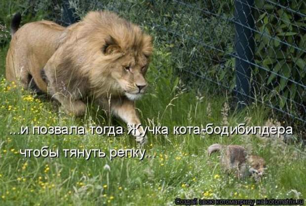 Котоматрица