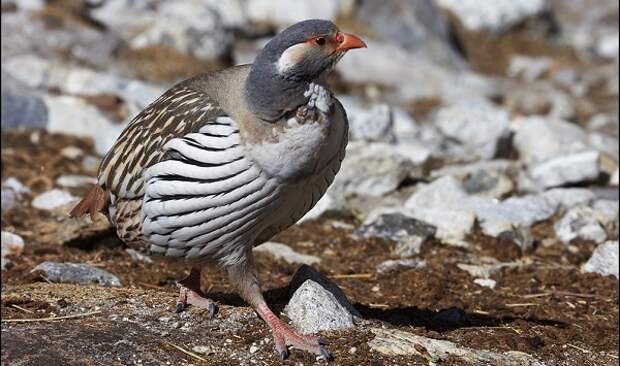 Улар тибетский