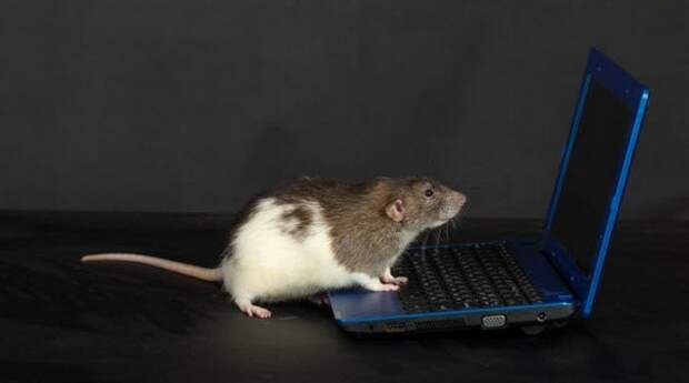 Возмутительный эксперимент: крыса с контролируемым интеллектом.