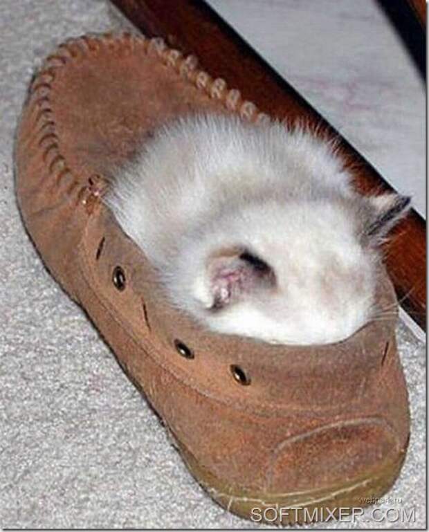 slp_cats_37