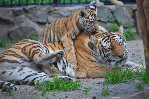 Могу любоваться и наблюдать бесконечно, но издалека!) Амурский тигр