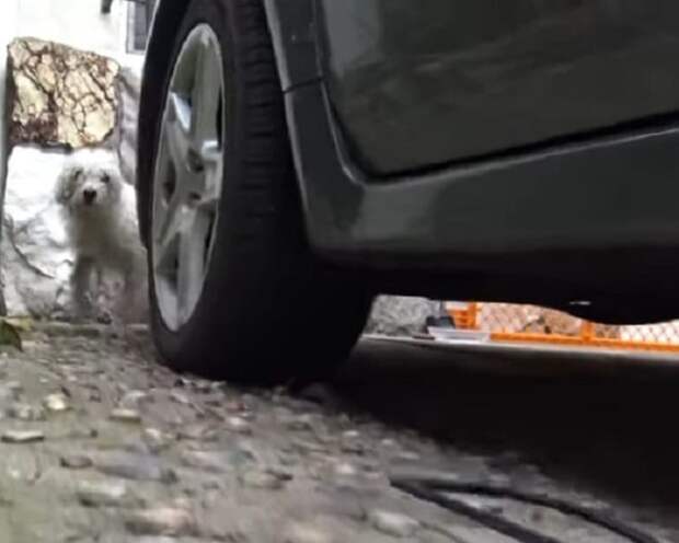 Собака возле машины