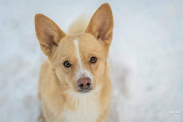 Узган ялларда Казан бистәләрендә 225 йорт хайванына котыру чиренә каршы прививка ясадылар