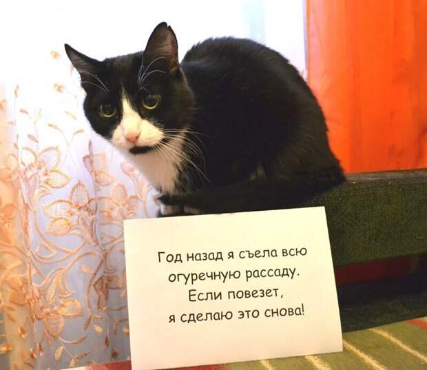 Эти ребята рассказывают о страшных вещах, но им за эти поступки совсем не стыдно Эти ребята рассказывают о страшных вещах, но им за эти поступки совсем не стыдно