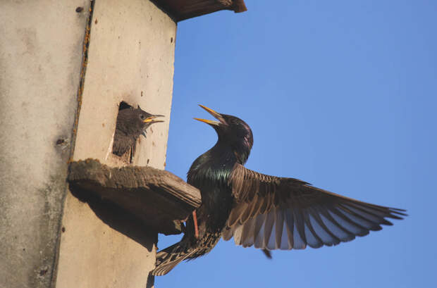 Орнитолог Илгизәр Рәхимов: «Шәһәрдә сыерчыкларга бала чыгару өчен урыннар җитми»