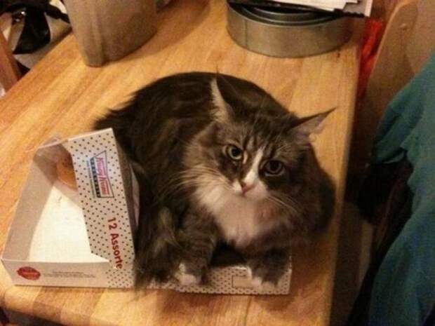 смешные кошки коты, кошки странные места поспать, коты неподходящие места прилечь, кошки выбирают место