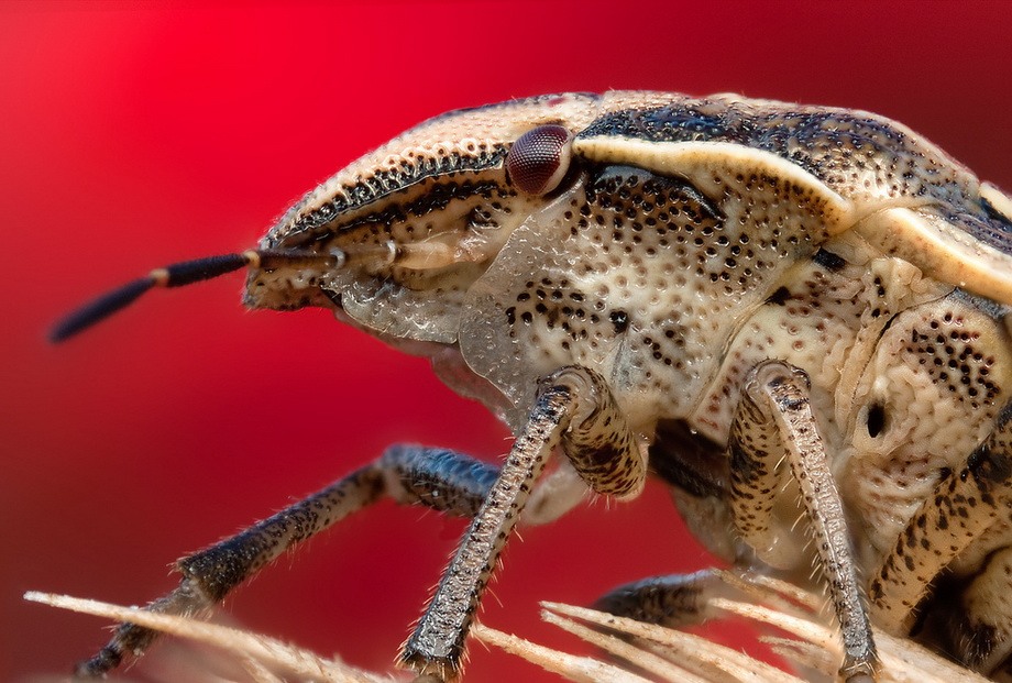 insects14 insects14 Портреты насекомых