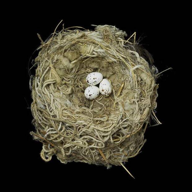 tryrannus-verticalis-sharon-beals