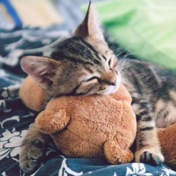 Как приручить котенка на долгие годы?