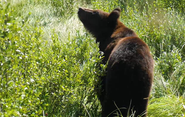 Иркутский питомник выпустил в тайгу пятерых медведей
