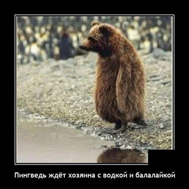 Демотиватор про медведя
