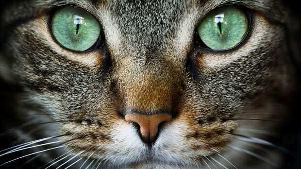 50 увлекательных фактов о кошках