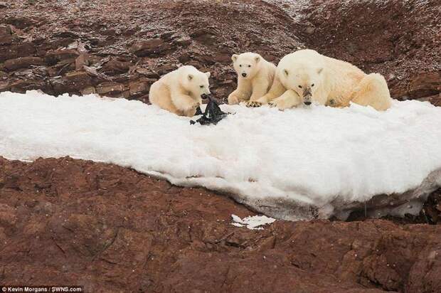 Экологи опубликовали шокирующие фото: белые медвежата играют с пластиком животные, загрязнение окружающей среды, новости, пластик, пластиковые отходы, фото, экология, экспедиция