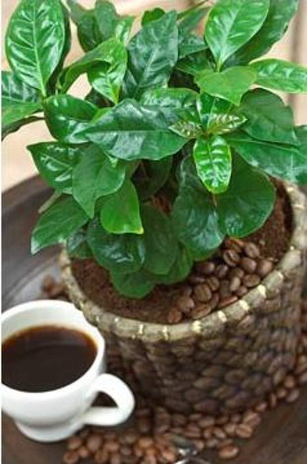 http://greenhome.org.ua/wp-content/uploads/2009/01/coffea-tree.jpg