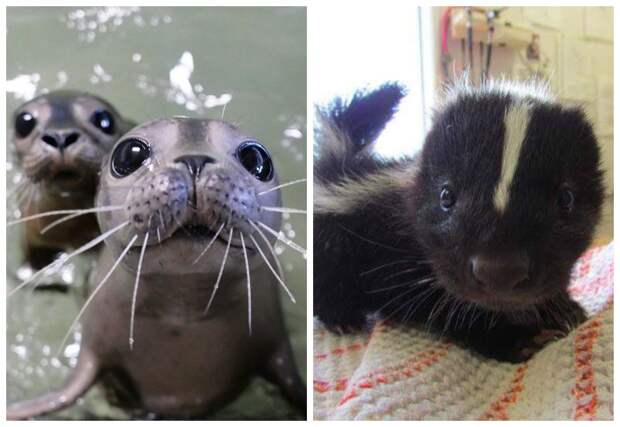 «Какие же они милые!»: 22 фото детенышей животных, которые заставят вас улыбнуться