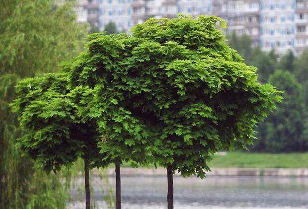 Собянин: Осенью в Москве высадят около 400 тысяч деревьев и кустарников. Фото:mos.ru