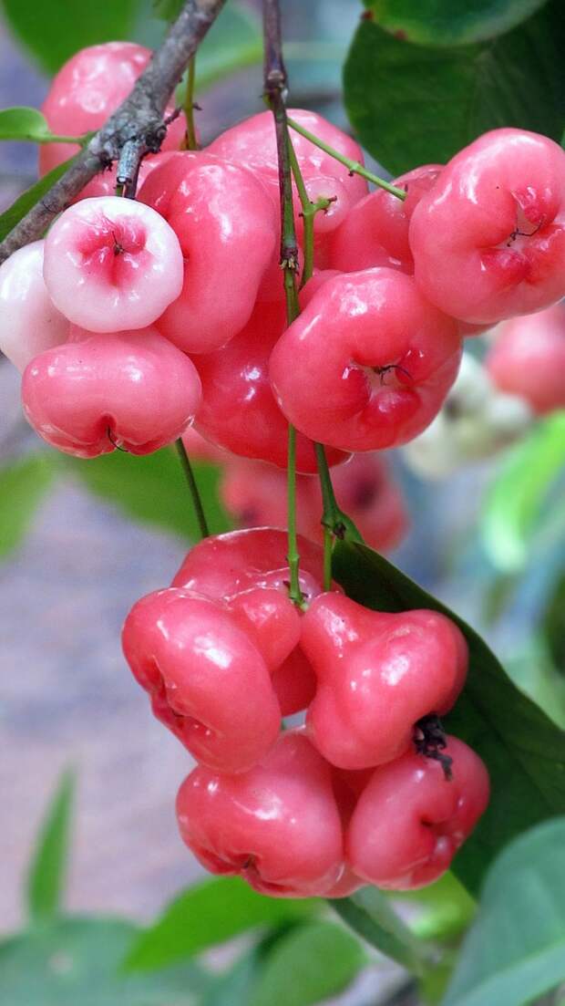 Яванское яблоко (лат. Syzygium samarangense) — вид плодовых деревьев из рода Сизигиум семейства Миртовые. интересное, невероятное, плоды, природа, растения, редкие, факты, флора