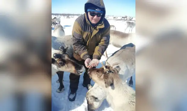 Ученые разработают белково-минеральные добавки для ямальских оленей