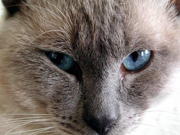 Коты,кошки,котята...