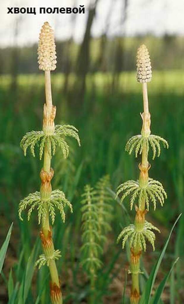 plants0714-6.jpg
