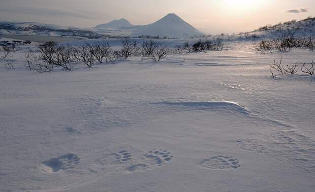 Следы бурого медведя